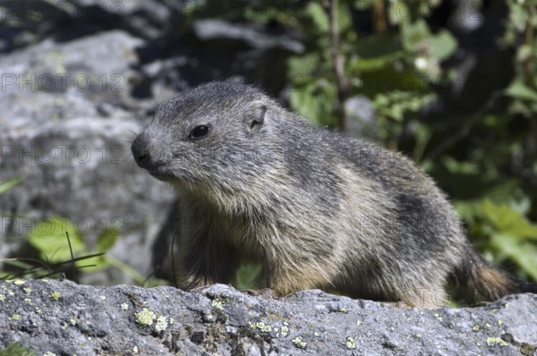 Young Alpine marmot (Marmota marmota) sitting on rock near burrow, Gran Paradiso National Park, Italian Alps, Italy, Europe