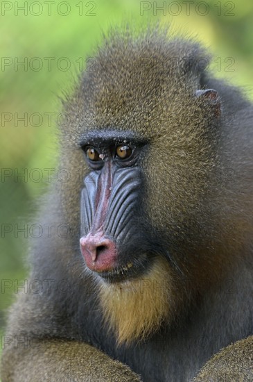 Mandrill (Mandrillus sphinx), female, animal portrait, captive, South-West Region, Cameroon, Africa