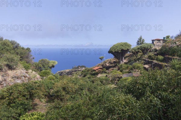 Canary dragon (Dracaena draco) tree, Las Tricias, La Palma Island, Spain, Europe