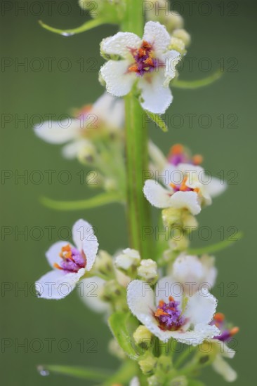 Austrian mullein (Verbascum chaixii), Scrophulariaceae, Egesheim, Upper Danube nature park Park, Baden-Württemberg, Germany, Europe