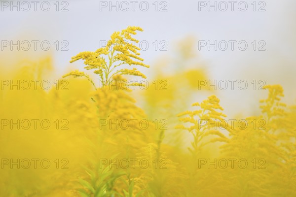 Canada goldenrod (Solidago canadensis), composite plants (Asteraceae), Rulfingen, Mengen, Upper Danube nature park Park, Rulfingen, Baden-Württemberg, Germany, Europe