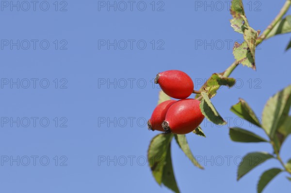 Ripe rosehip fruit of the dog rose (Rosa canina) on a branch in front of a blue sky, Wilnsdorf, North Rhine-Westphalia, Germany, Europe