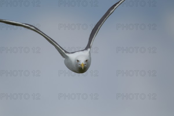 Lesser black backed gull (Larus fuscus) adult bird in flight, Suffolk, England, United Kingdom, Europe