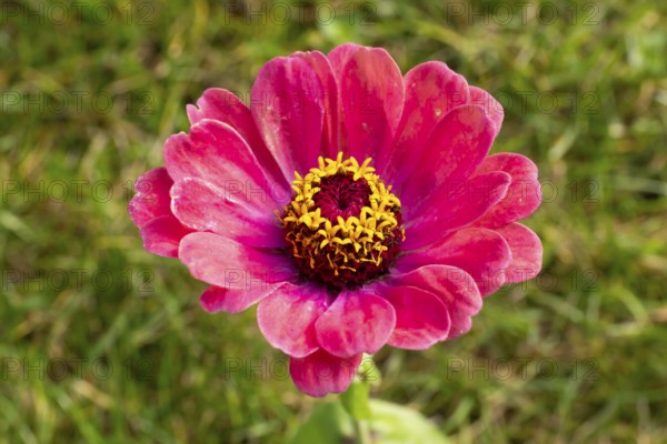 Zinnia (Zinnia elegans), flower, close-up