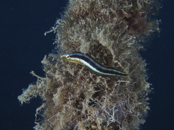 Dussumier's sabre-tooth blenny (Aspidontus dussumieri), female, dive site House Reef, Mangrove Bay, El Quesir, Red Sea, Egypt, Africa