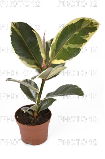 Full variegated tropical Variegata rubber tree (Ficus Elastica) plant on white background