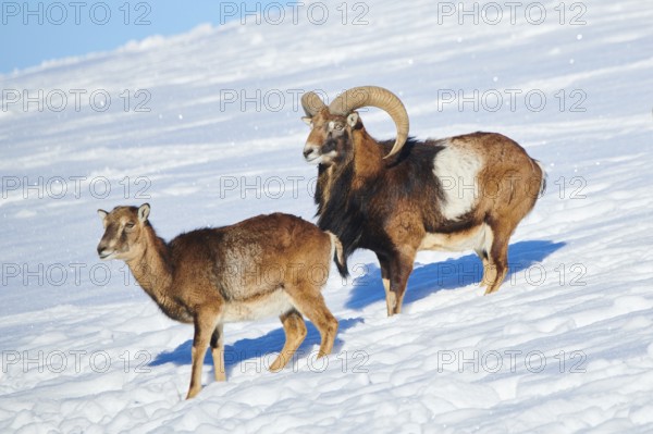 European mouflon (Ovis aries musimon) ram with ewes on a snowy meadow in the mountains in tirol, Kitzbühel, Wildpark Aurach, Austria, Europe