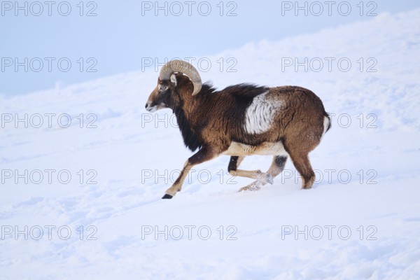 European mouflon (Ovis aries musimon) ram on a snowy meadow in the mountains in tirol, Kitzbühel, Wildpark Aurach, Austria, Europe