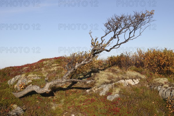 Downy birch (Betula pubescens) among autumn tundra plants, Lofoten, Norway, Scandinavia, Europe