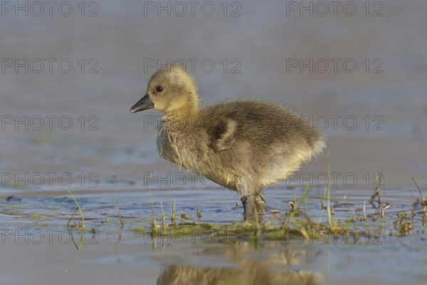 Greylag goose (Anser anser), chick runs in the water, Burgenland, Austria, Europe