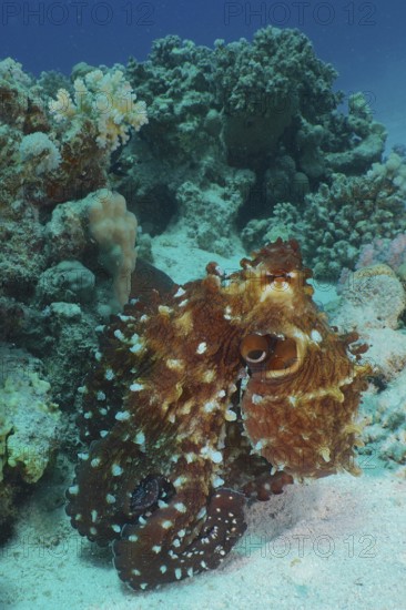 Great Blue Octopus (Octopus cyaneus), Dive Site House Reef, Mangrove Bay, El Quesir, Red Sea, Egypt, Africa