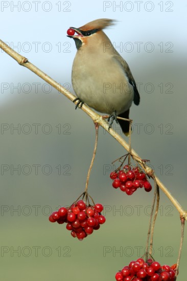 Bohemian Waxwing (Bombycilla garrulus) picking Common Snowball berries, Lower Saxony, Germany, Europe