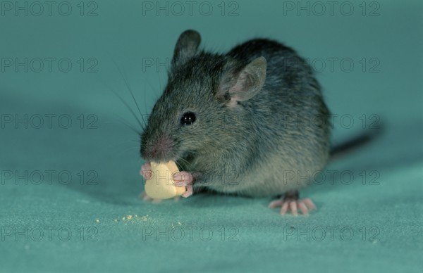 Eat house mouse (Mus musculus), Germany, Europe