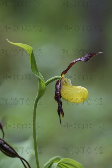 Yellow lady's slipper orchid (Cypripedium calceolus), Kalkalpen National Park, Upper Austria, Austria, Europe