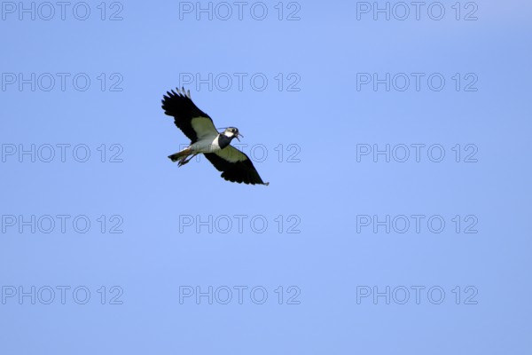 Northern lapwing (Vanellus vanellus), in flight, calling, over a wet meadow, Dümmer, Lower Saxony, Germany, Europe