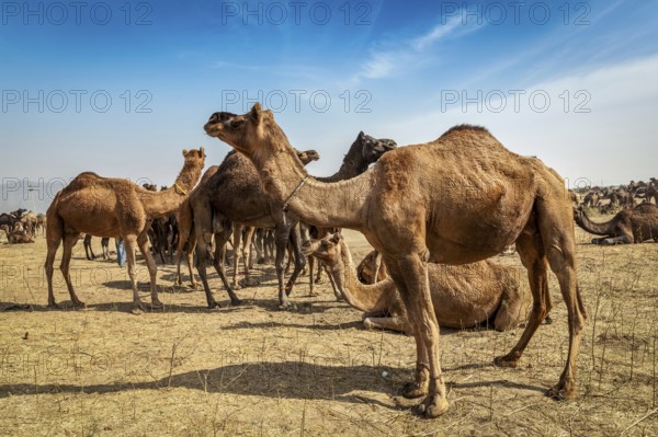 Camels at Pushkar Mela (Pushkar Camel Fair) . Pushkar, Rajasthan, India, Asia