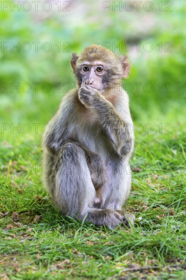 Barbary macaque (Macaca sylvanus), juvenile, Occurrence in Morocco, captive, Rhineland-Palatinate, Germany, Europe