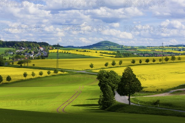 Rape fields in bloom in Seifersdorf near Malter View to the Luchberg mountain