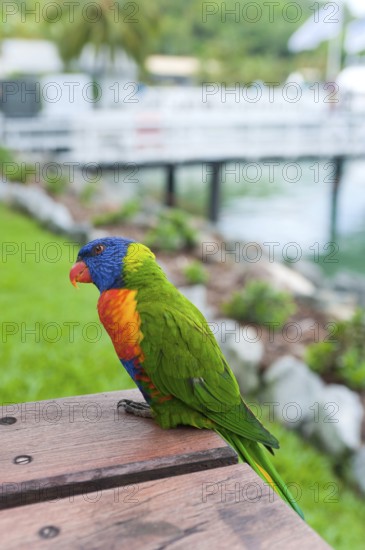 Rainbow Lorikeet (Trichoglossus moluccanus), Rainbow Lorikeet parrot, bird, tropical, fauna, colourful, Whitsunday Islands, Hamilton Island, Queensland, Australia, Oceania