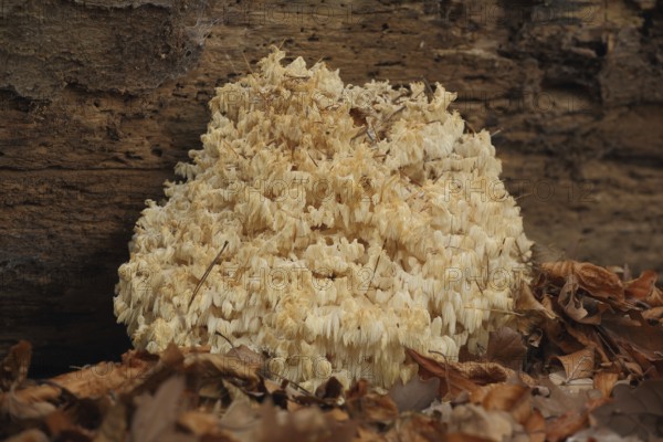 Spiny Beard (Hericium clathroides), Beech Spiny Beard, Spiny Beard, Spiny Beard, Hericium, Russulaceae, Russulales, Russulaceae, mushroom, Idstein, Taunus, Hesse, Germany, Europe