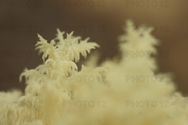 Branched spiny beard (Hericium clathroides), detail, Marko, monochrome, yellow, ochre, bizarre, filigree, spiny, beech spiny beard, spiny beards, spiny beard, Hericium, russulaceae, brittle-leaved, Russulales, stand mushroom, mushroom, Idstein, Taunus, Hesse, Germany, Europe