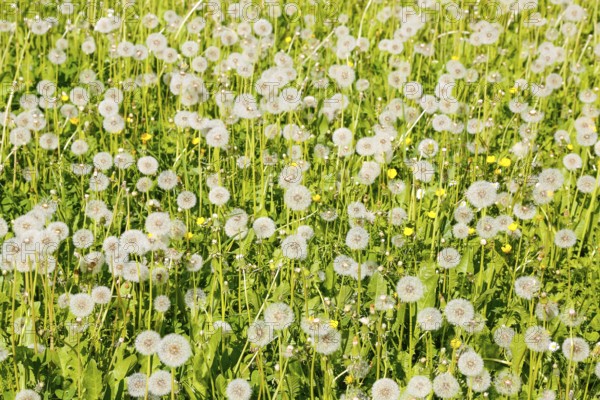 A meadow full of dandelions, common dandelion (Taraxacum), Spring, Garden, Plants, Germany, Europe