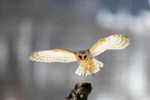 Central European barn owl (Tyto alba guttata), adult, flying, in winter, in snow, landing on wait, Šumava, Czech Republic, Europe