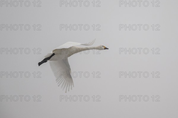 Whooper Swan (Cygnus cygnus), Emsland, Lower Saxony, Germany, Europe