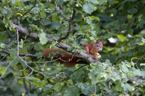 Eurasian red squirrel (Sciurus vulgaris) in Haselstrauch, Lower Saxony, Germany, Europe