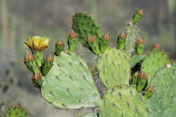 Engelmann's prickly pear (Opuntia engelmannii), cow's tongue cactus, Texas prickly pear in flower in spring, Sonoran Desert, Arizona, USA, North America