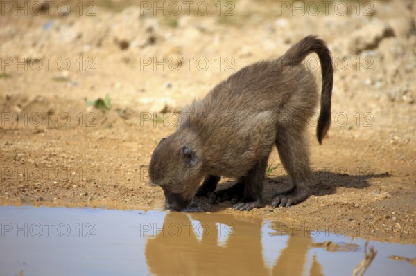 Chacma Baboon (Papio ursinus), young, Cape Peninsula, South Africa, Africa