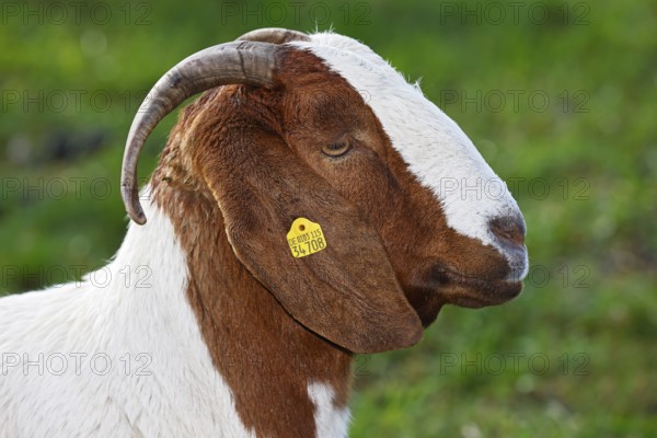 Boer domestic goat (Capra aegagrus hircus) with ear tag, animal portrait, Schleswig-Holstein, Germany, Europe