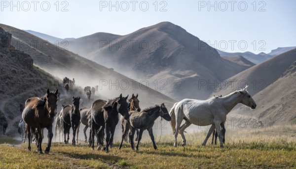 Herd of horses galloping over a hill, mountains behind, Kyrgyzstan, Asia