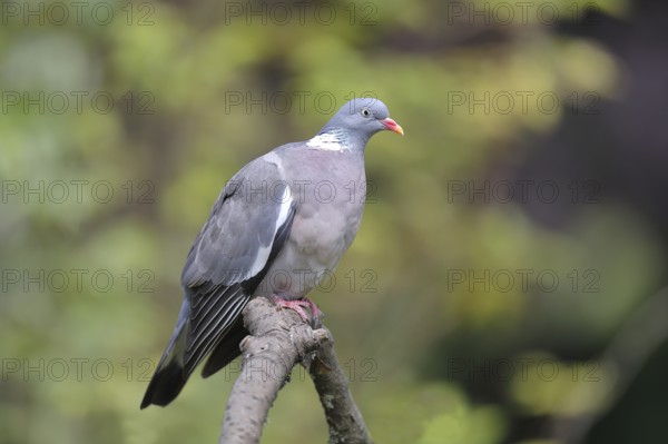 Common wood pigeon (Columba palumbus), sitting on a branch, Wilnsdorf, North Rhine-Westphalia, Germany, Europe