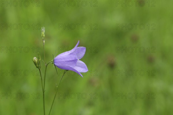 Spreading bellflower (Campanula patula), blue flower, on a nutrient-poor meadow, Wilnsdorf, North Rhine-Westphalia, Germany, Europe