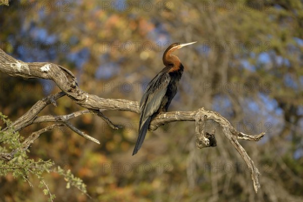 African darter (Anhinga rufa) sitting on a branch on the Kavango River, near Rundu, Kavango East Region, Namibia, Africa