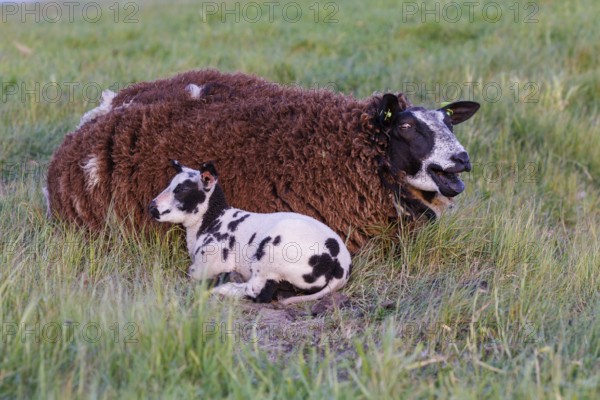 Sheep, Island of Texel, Netherlands