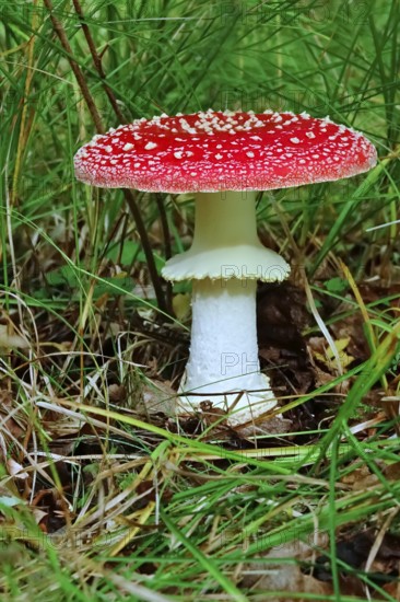 Fairytale toadstool (Amanita muscaria) in autumn in the forest, Saxony, Germany, Europe