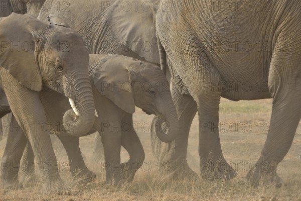 African Bush Elephants (Loxodonta africana), Amboseli National Park, Rift Valley Province, Kenya, Africa