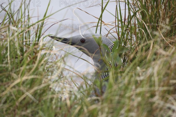 Black-throated loon (Gavia arctica) safe on nest, Northern Norway, Scandinavia