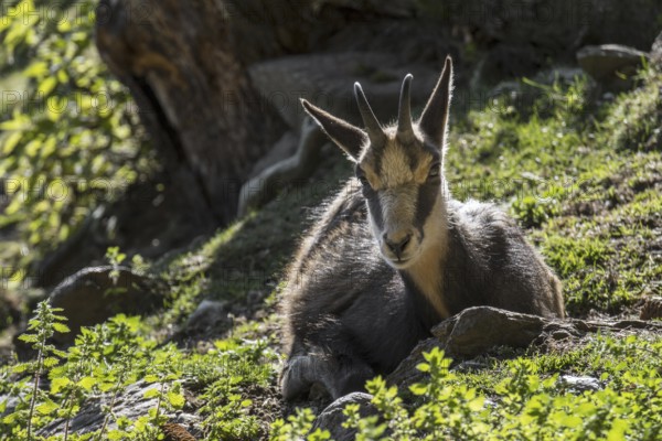 Chamois (Rupicapra rupicapra) resting in mountain slope in autumn, fall