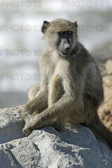 Chacma baboon (Papio ursinus) sitting on rock near river, Kruger National Park, South Africa, Africa