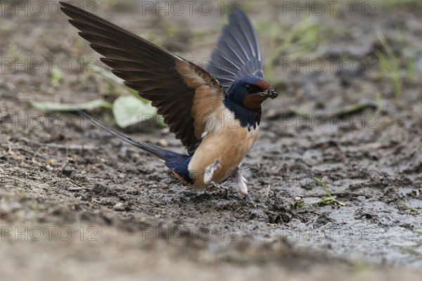 Barn Swallow (Hirundo rustica) collecting nesting material, Burgenland, Austria, Europe