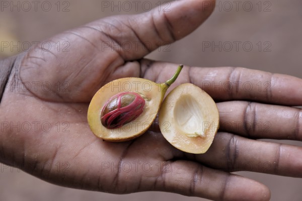 Nutmeg (Myristica fragrans) in the hands of a local person, Kizimbani Spice Farm, Kizimbani, Zanzibar, Tanzania, Africa