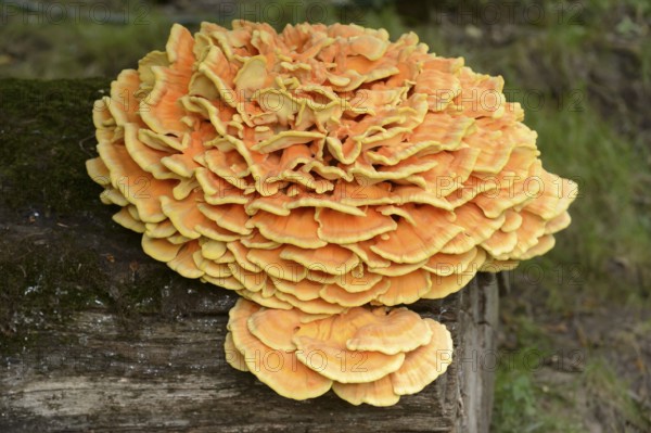 Sulphur Polypore (Laetiporus sulphureus), Bavaria, Germany, Europe