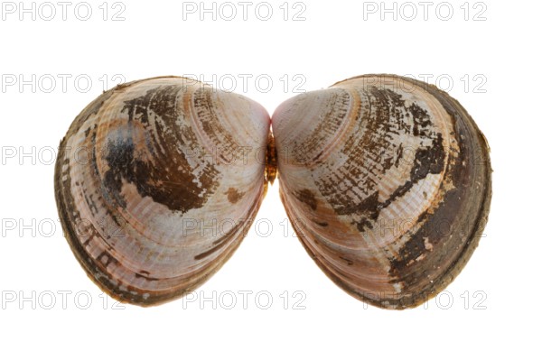 Norwegian egg cockle (Laevicardium crassum), Flat-ribbed cockles, Norwegian cockle, Norwegian cockles, Other animals, Shells, Animals, Molluscs, Smooth cockle, Norway cockle shells on white background