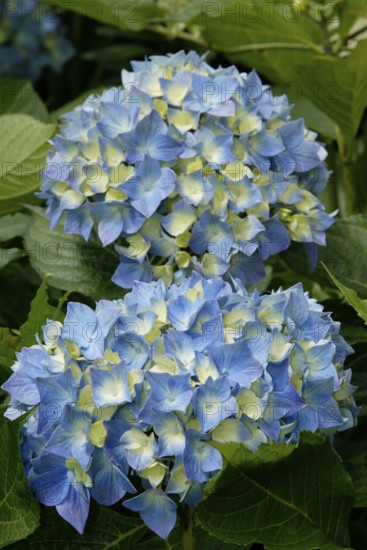 Hortensia (Hydrangea macrophylla)