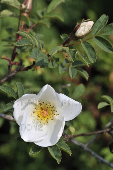 Burnet rose (Rosa spinosissima) (Rosa pimpinellifolia) in flower