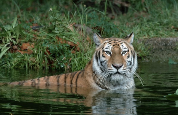 Bengal bengal tiger (Panthera tigris tigris)