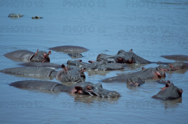 Hippo (Hippopotamus amphibius), Serengeti National Park, Tanzania, Africa